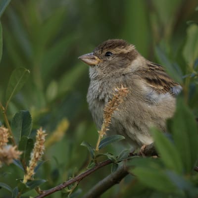 Juan Dela Cruz avatar